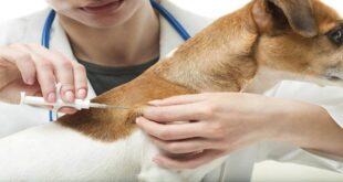 How Much Does It Cost To Microchip A Dog?
